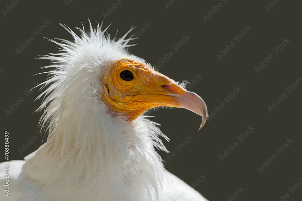 Schmutzgeier, Egyptian vulture, Neophron percnopterus Schmutzgeier, Egyptian vulture, Neophron percnopterus