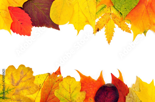 background maple leaves