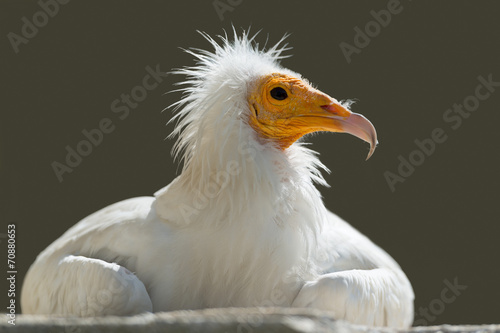 Schmutzgeier  Egyptian vulture  Neophron percnopterus