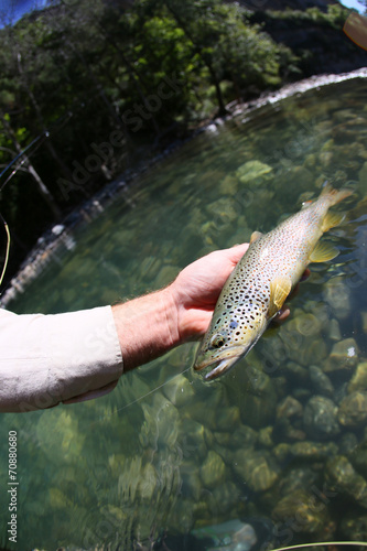 Fototapeta Naklejka Na Ścianę i Meble -  Closeup of fario trout in fisherman's hand