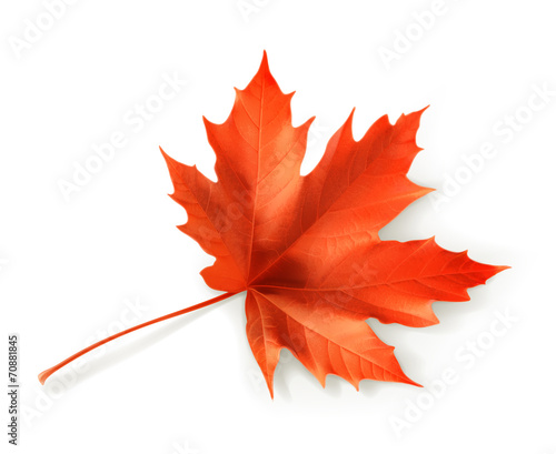 Red maple leaf, vector object