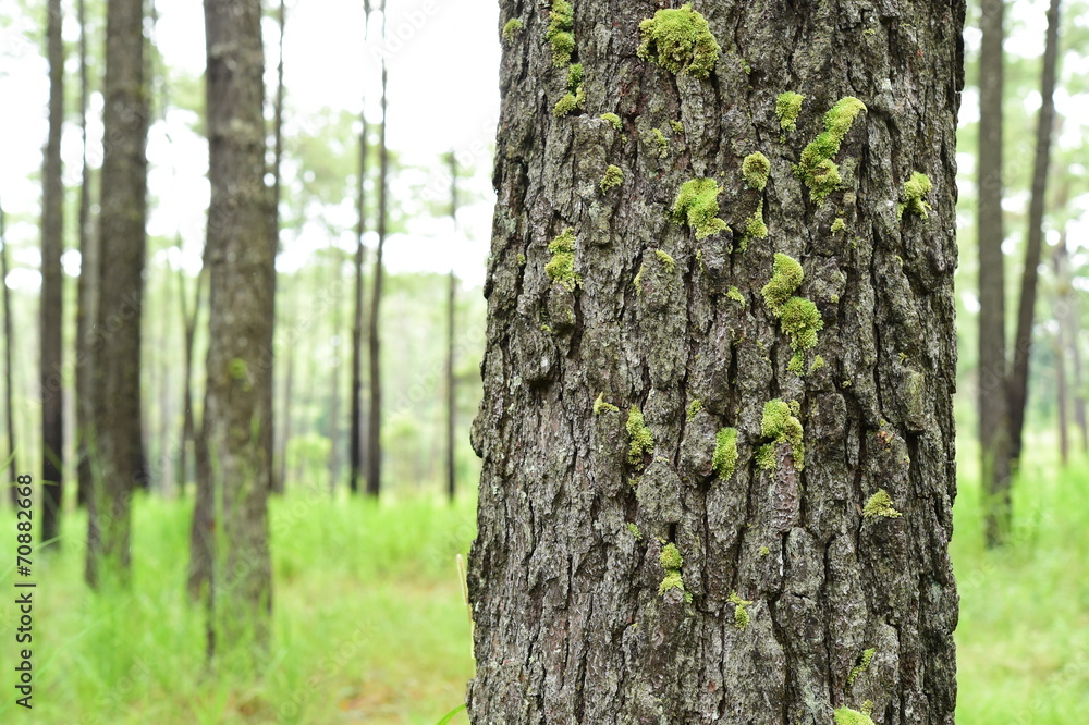 pine forest in mountain,Thailand pine forest in mountain,Thailand