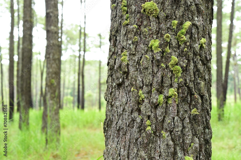 pine forest in mountain,Thailand