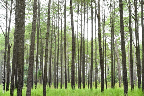 pine forest in mountain Thailand