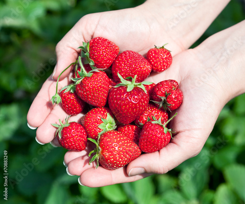 Strawberry fruits in a man's hands.