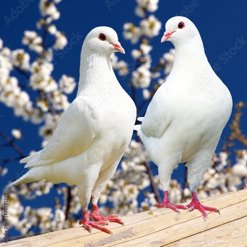 Two white pigeon on flowering background