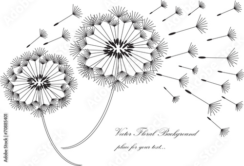 vector dandelions silhouettes