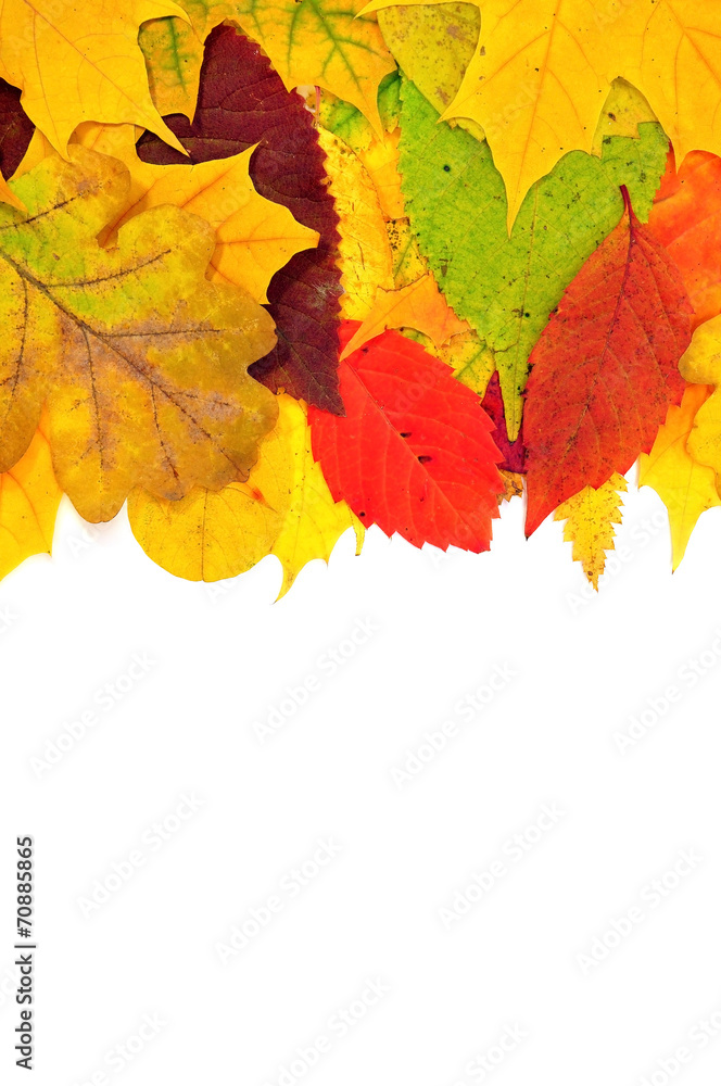 autumn leaves autumn leaves