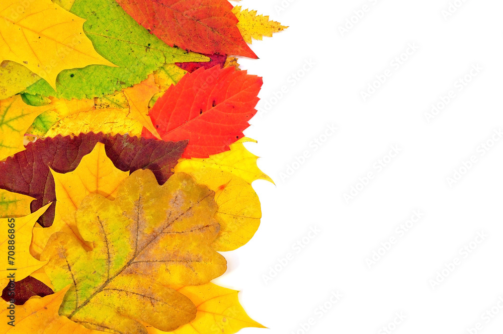 background from autumn leaves background from autumn leaves