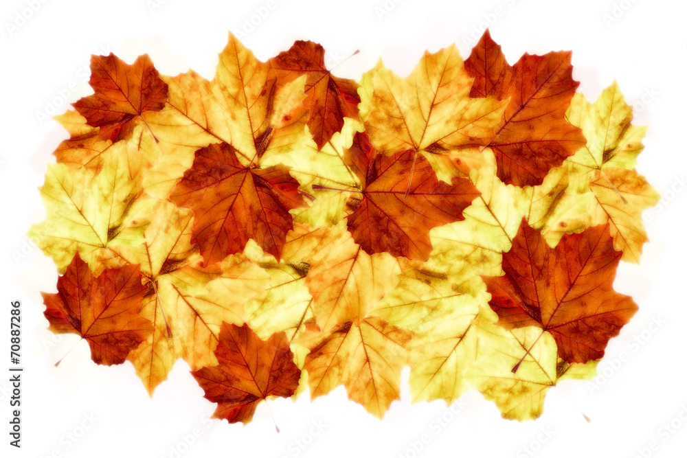 Fototapeta premium vibrant arrangement of autumnn maple leaves