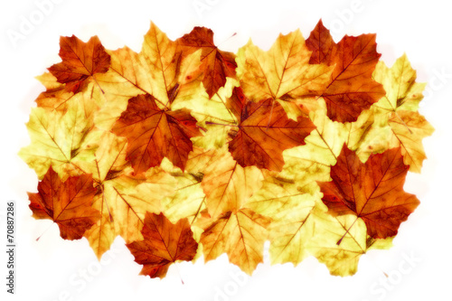 vibrant arrangement of autumnn maple leaves