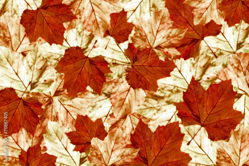 autumn maple leaves background platanus 4