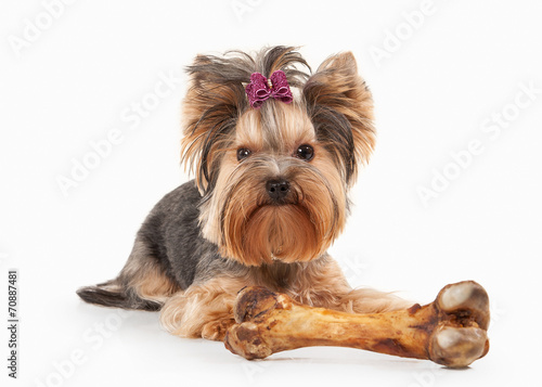 yorkie puppy on white gradient background