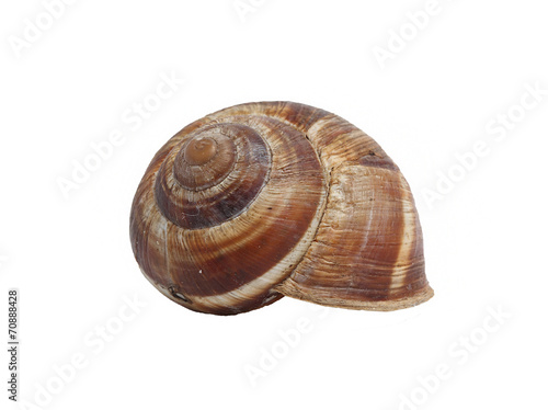 ordinary home garden snail