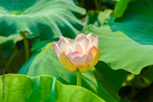 Pale pink lotus flower
