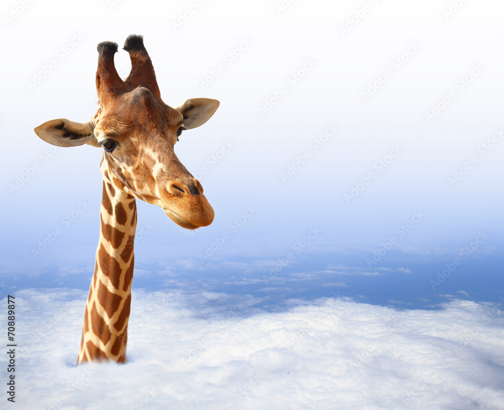 Funny giraffe with coming out of the clouds - obrazy, fototapety, plakaty 