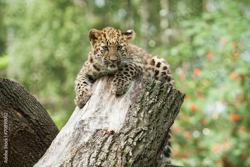 Fototapeta Naklejka Na Ścianę i Meble -  amur leopard in open-air cage