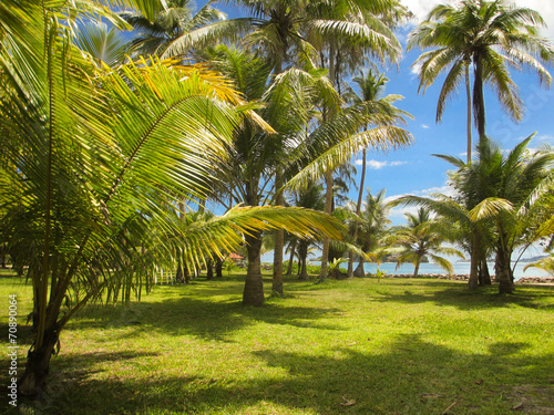 palmier seychelles
