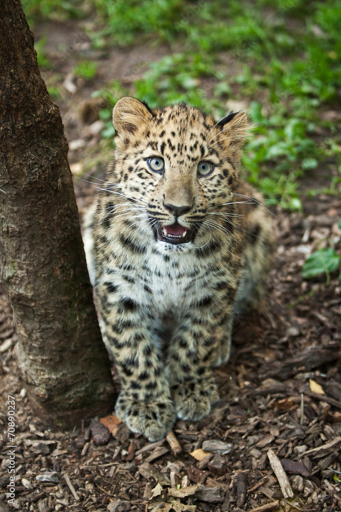 amur leopard in open-air cage amur leopard in open-air cage