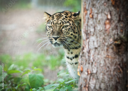 Fotografie amur leopard in open-air cage