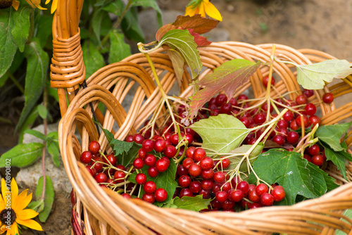Ripe viburnum berries in  wicker basket