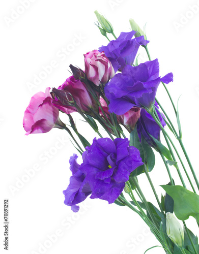 bunch of  violet eustoma flowers