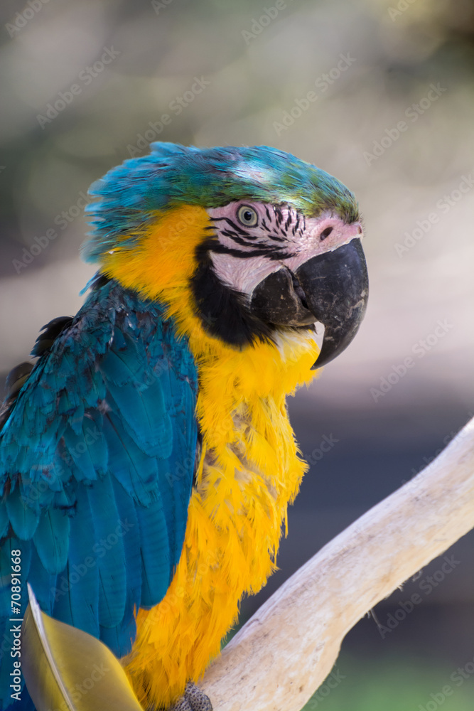 Obraz premium ルリコンゴウインコ