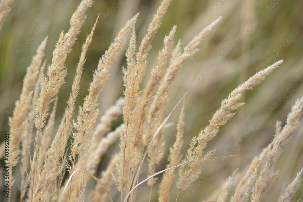 Obraz premium dry grass