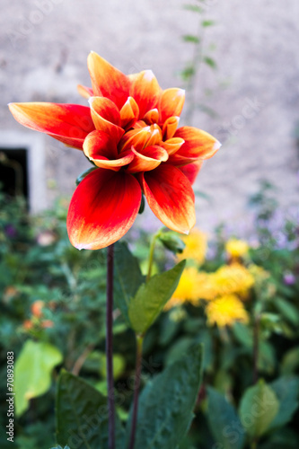 Dahlia jaune orangé