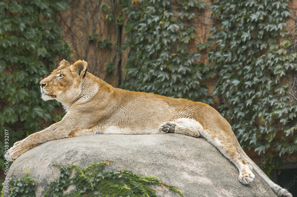 Obraz premium Female Lion