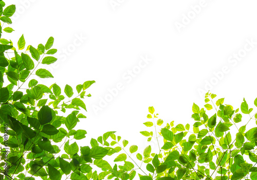 green leaf fream