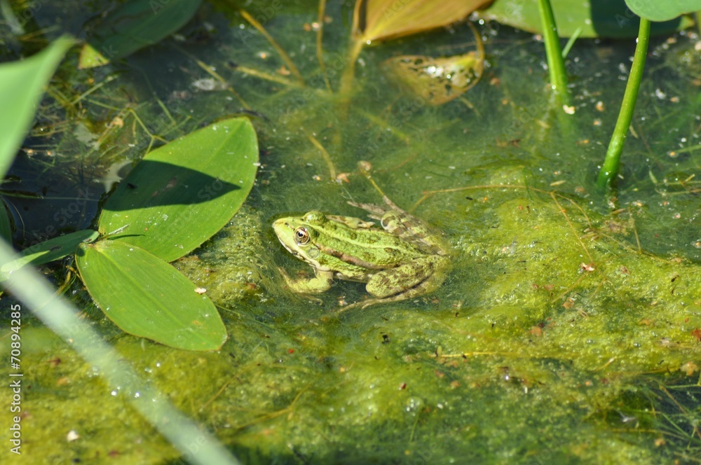 Obraz premium Лягушка в болоте