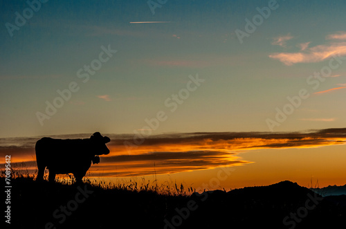 cow in the sunset