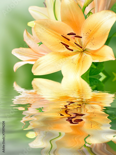 Fototapeta Naklejka Na Ścianę i Meble -  Kwitnące lilie