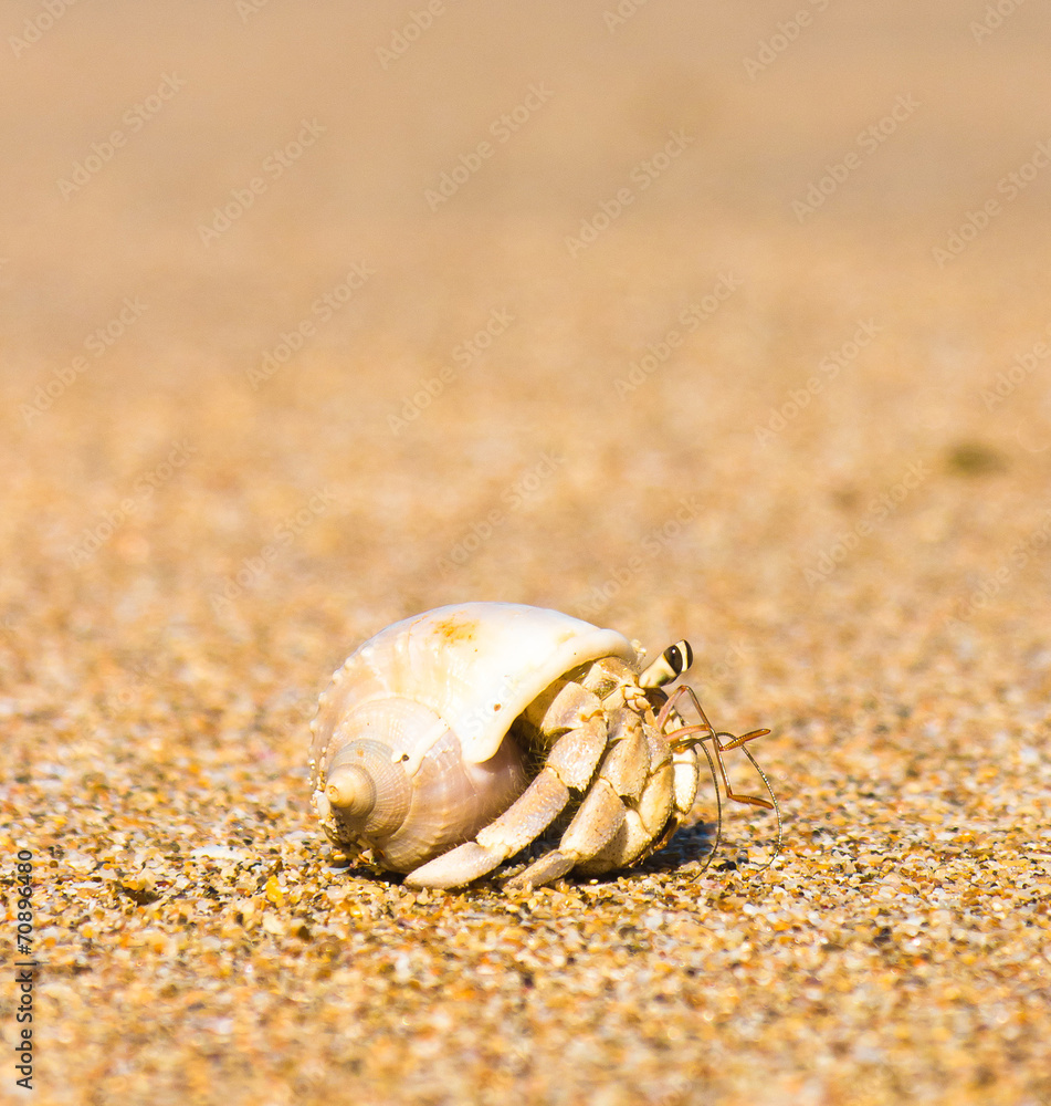 Seafood Posing Funny Crab