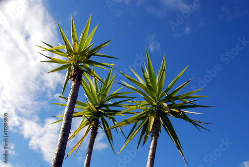Giant yucca and blue sky with clouds photo