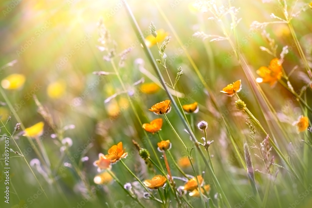Beautiful yellow meadow flowers