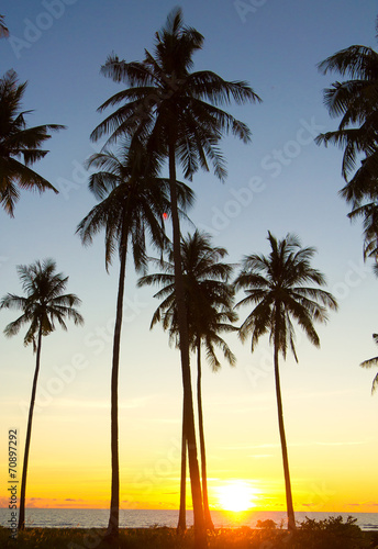 Palm Paradise Sunset Divine © alma_sacra