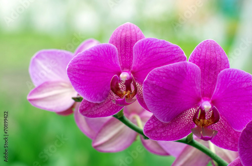 orchid