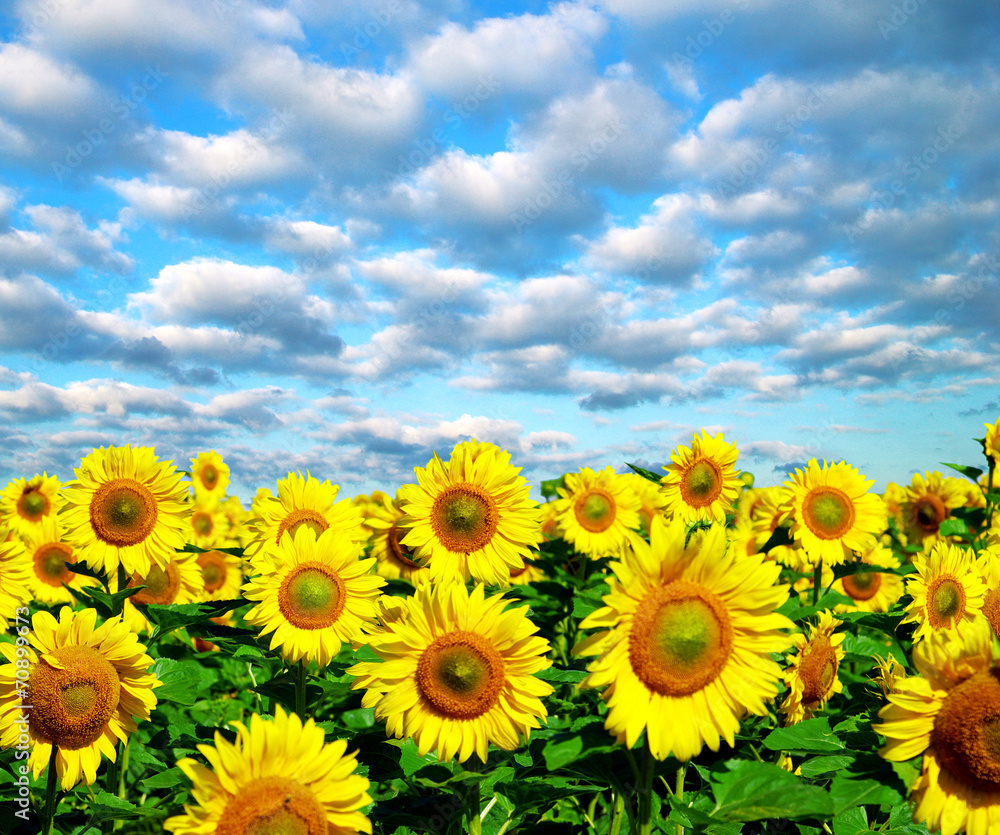 sunflower field - obrazy, fototapety, plakaty 