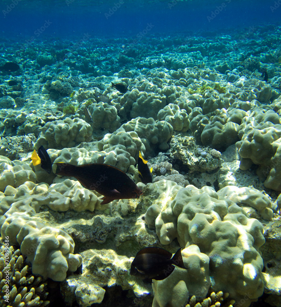 Naklejka premium Coral reef