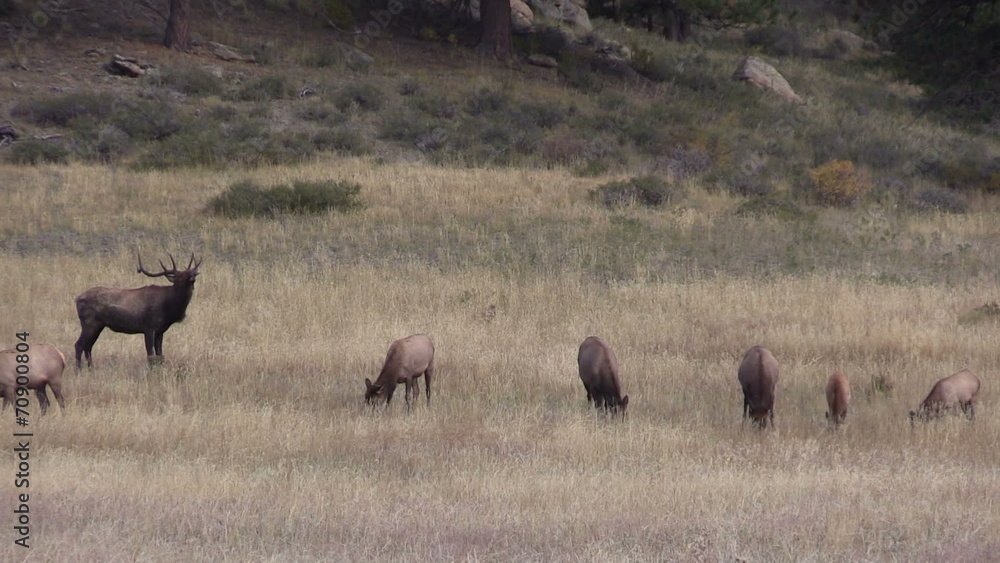 Bull Elk Bugling at His Cows in Rut Bull Elk Bugling at His Cows in Rut