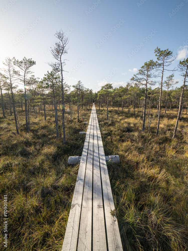 Fototapeta premium wooden footbridge in the bog