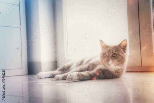 Cat on floor with light effects