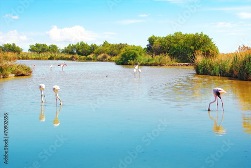Photography Etang de Camargue