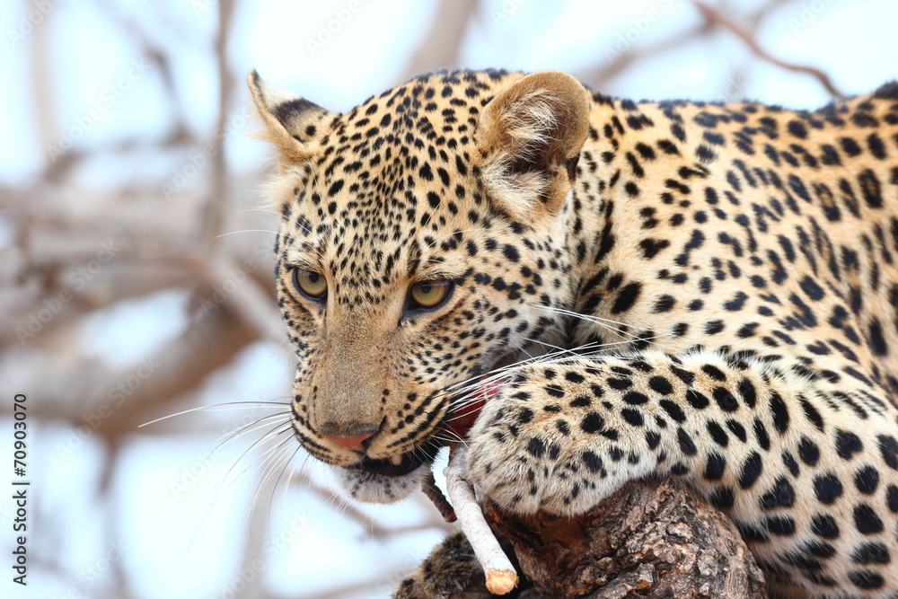 African Leopard