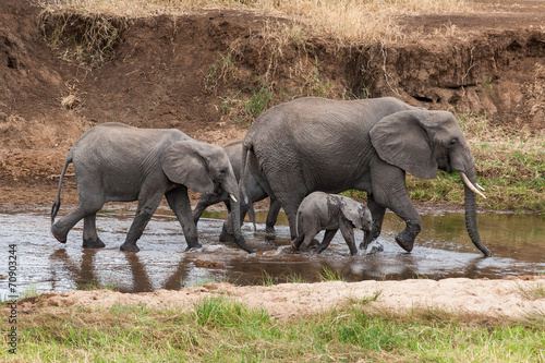 Elephant family in Tarangire River