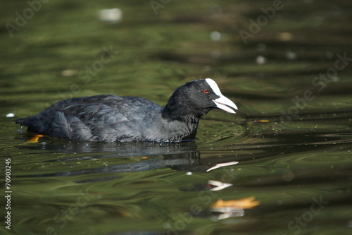 Eurasian Coot, Coot, Fulica atra © Maciej Olszewski