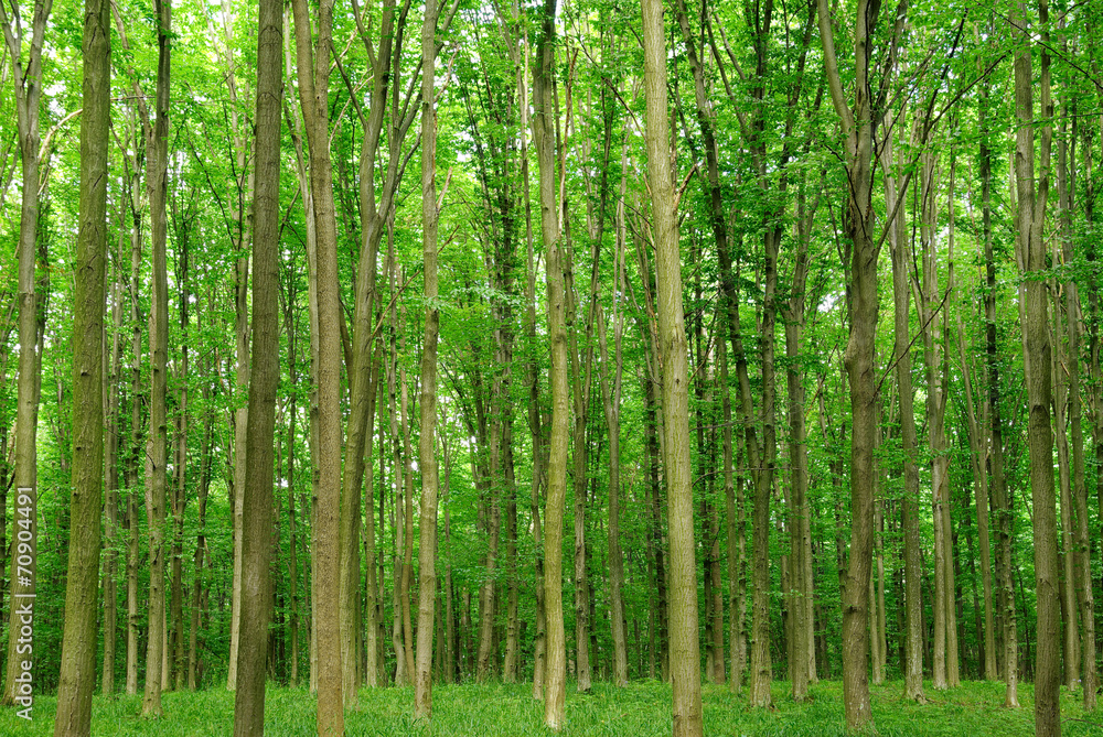 Slender trees in young forest green in summer Slender trees in young forest green in summer