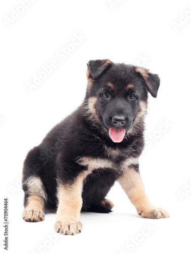 funny German Shepherd puppy on white background